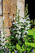 CAMPANULA LATIFOLIA ALBA