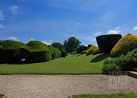 TOPIARY_AND_CLIPPED_YEW_HEDGES_SURROUND_THE_QUEENS_GARDEN_SUDELEY_CASTLE