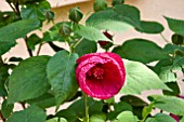 OPENING BUD OF HIBISCUS MOSCHEUTOS