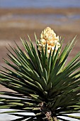 YUCCA TRECULEANA