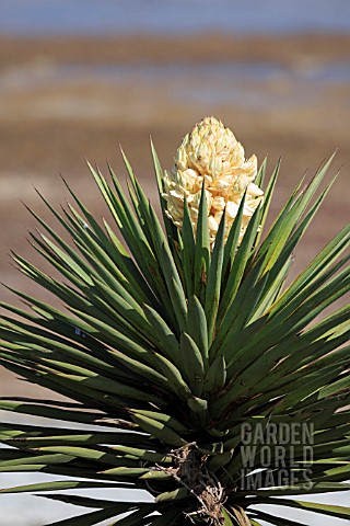 YUCCA_TRECULEANA