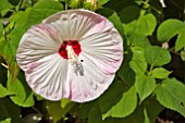 WHITE AND PALE PINK HIBISCUS MOSCHEUTOS