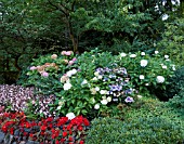 HYDRANGEA MACROPHYLLA NORMALIS AND HYDRANGEA PANICULATA AT BUTCHART GARDENS