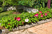 LOW HEDGE OF HIBISCUS MOSCHEUTOS