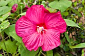 HIBISCUS MOSCHEUTOS