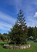 ARAUCARIA ARAUCANA