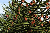 ARAUCARIA ARAUCANA