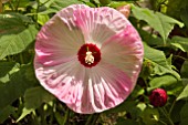 HIBISCUS MOSCHEUTOS