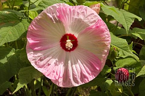 HIBISCUS_MOSCHEUTOS