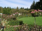 BUTCHART GARDENS, THE ROSE GARDEN IN SUMMER