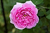 ROSA COMTE DE CHAMBORD