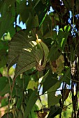 ARISTOLOCHIA GRANDIFLORA