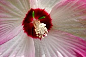 HIBISCUS MOSCHEUTOS