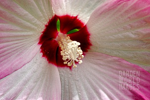 HIBISCUS_MOSCHEUTOS