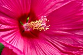 CENTRE OF HIBISCUS MOSCHEUTOS FLOWER