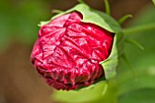 BUD OF HIBISCUS MOSCHEUTOS