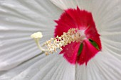 CLOSEUP OF CENTRE OF HIBISCUS MOSCHEUTOS FLOWER