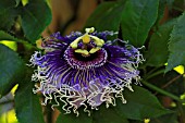 PASSIFLORA BRYON BEAUTY