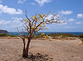 TABEBUIA AUREA