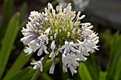 AGAPANTHUS QUEEN MUM