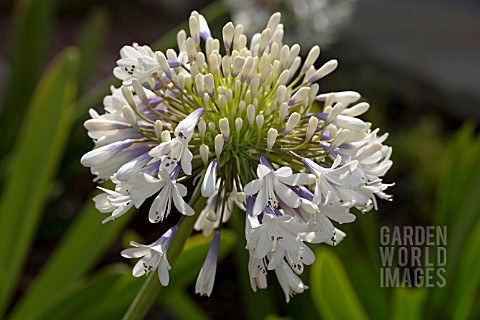 AGAPANTHUS_QUEEN_MUM