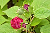 BUDS OF HIBISCUS MOSCHEUTOS