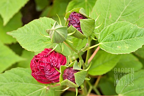 BUDS_OF_HIBISCUS_MOSCHEUTOS