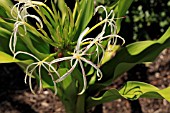 CRINUM AMERICANA