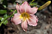 HEMEROCALLIS MARCIA FAYE