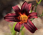 HEMEROCALLIS JUAN MARIA DEEP PURPLE