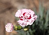 DIANTHUS RASPBERRY SUNDAE