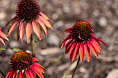 ECHINACEA HOT LAVA