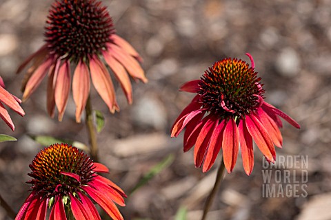 ECHINACEA_HOT_LAVA