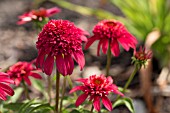 ECHINACEA DOUBLE SCOOP CRANBERRY