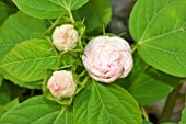 BUDS OF HIBISCUS MOSCHEUTOS