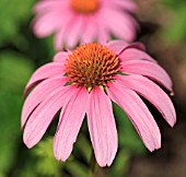 ECHINACEA PURPUREA