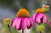 ECHINACEA PURPUREA