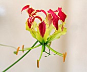 GLORIOSA SUPERBA ROTHSCHILDIANA