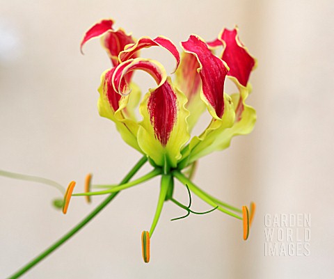 GLORIOSA_SUPERBA_ROTHSCHILDIANA