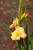 GLADIOLUS NANUS