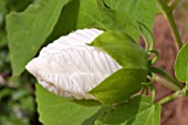 BUD OF WHITE HIBISCUS MOSCHEUTOS