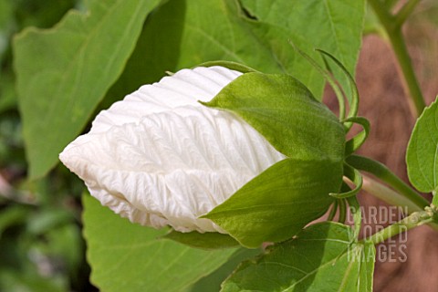 BUD_OF_WHITE_HIBISCUS_MOSCHEUTOS