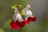 SALVIA MICROPHYLLA HOT LIPS