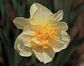 NARCISSUS TAHITI