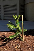 ARAUCARIA ARAUCANA