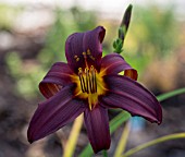 HEMEROCALLIS JUAN MARIA DEEP PURPLE