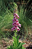 DIGITALIS X MERTONENSIS STRAWBERRY FOXGLOVE