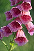 DIGITALIS X MERTONENSIS STRAWBERRY FOXGLOVE