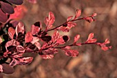 BERBERIS THUNBERGII ROSE GLOW