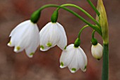 LEUCOJUM AESTIVUM